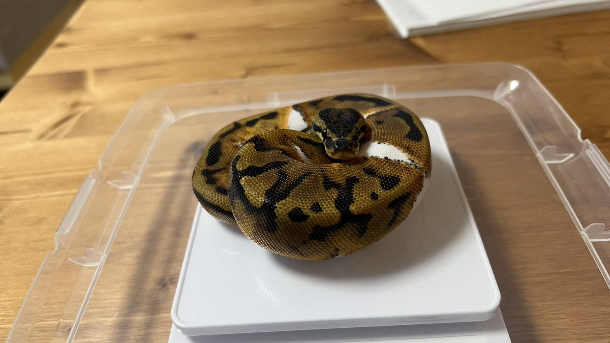 すごくちっちゃな子でピンクマウス食べてたのにいつの間にか成長してて、大きくなったなぁって思って測ったら100cmいってた☺️💕
#ボールパイソン