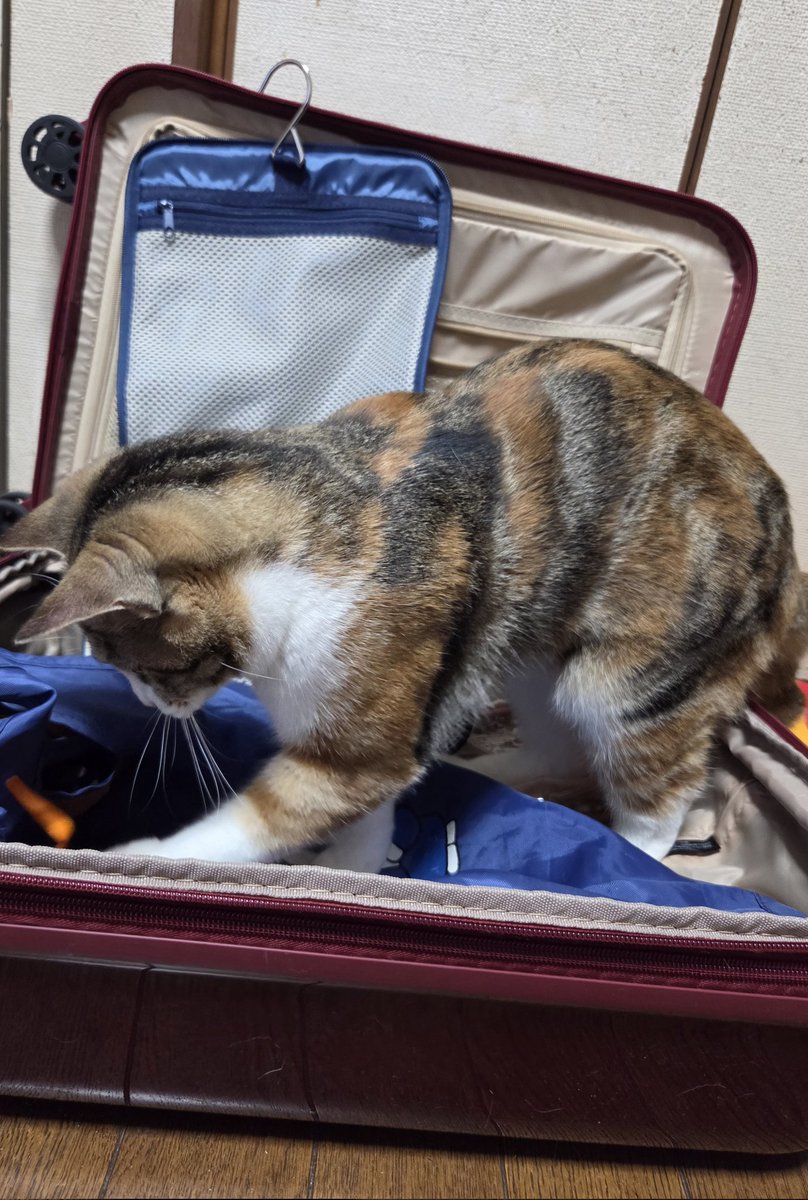 しょーこ🐱 tweet media