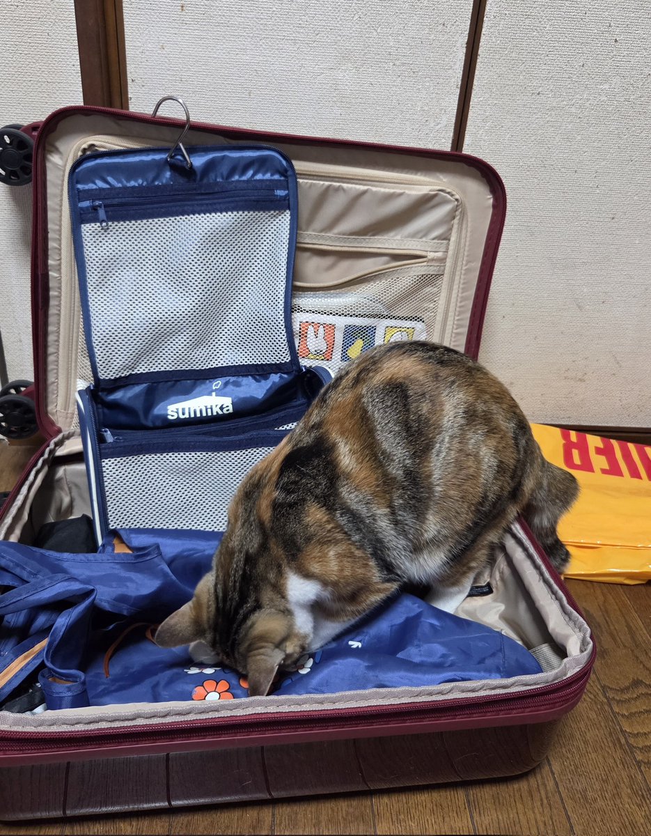 しょーこ🐱 tweet media