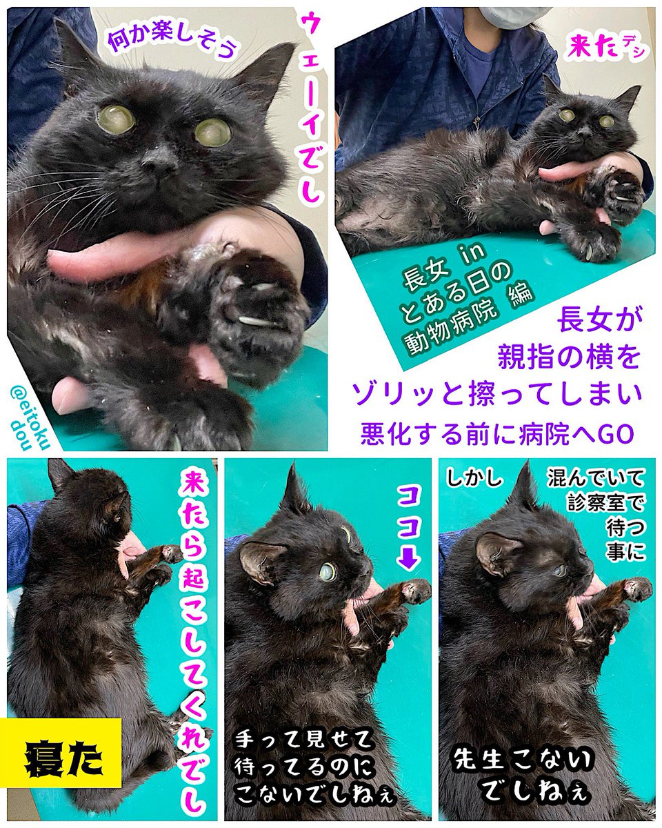 eitokudou's tweet photo. #黒猫 #ハイシニア

とある日の 長女🐈‍⬛
in　動物病院 編

親指の横をゾリッと擦って
動物病院へ行ったものの
混んでいて診察室で待つことに

『先生 来ないでしねぇ ₍˄·͈༝·͈˄₎
手って見せて待ってるのに
来ないでしねぇ』

楽しそうに待っていた長女だが
待ち飽きて寝た

※ コメ欄に大きな画像あり https://t.co/gP3KHwytfY