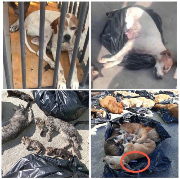 Patijoy1's tweet photo. .@NachoSAmor, I am asking as a taxpayer: Since 2007, Turkey has wasted millions in EU funds meant for animal welfare. Instead of sterilization, they chose a massacre. Where was your oversight? Why did EU citizens fund this corruption❓
🇪🇺🐕 #EUAccountability #AnimalRights #Turkey https://t.co/fpMHeDms9T