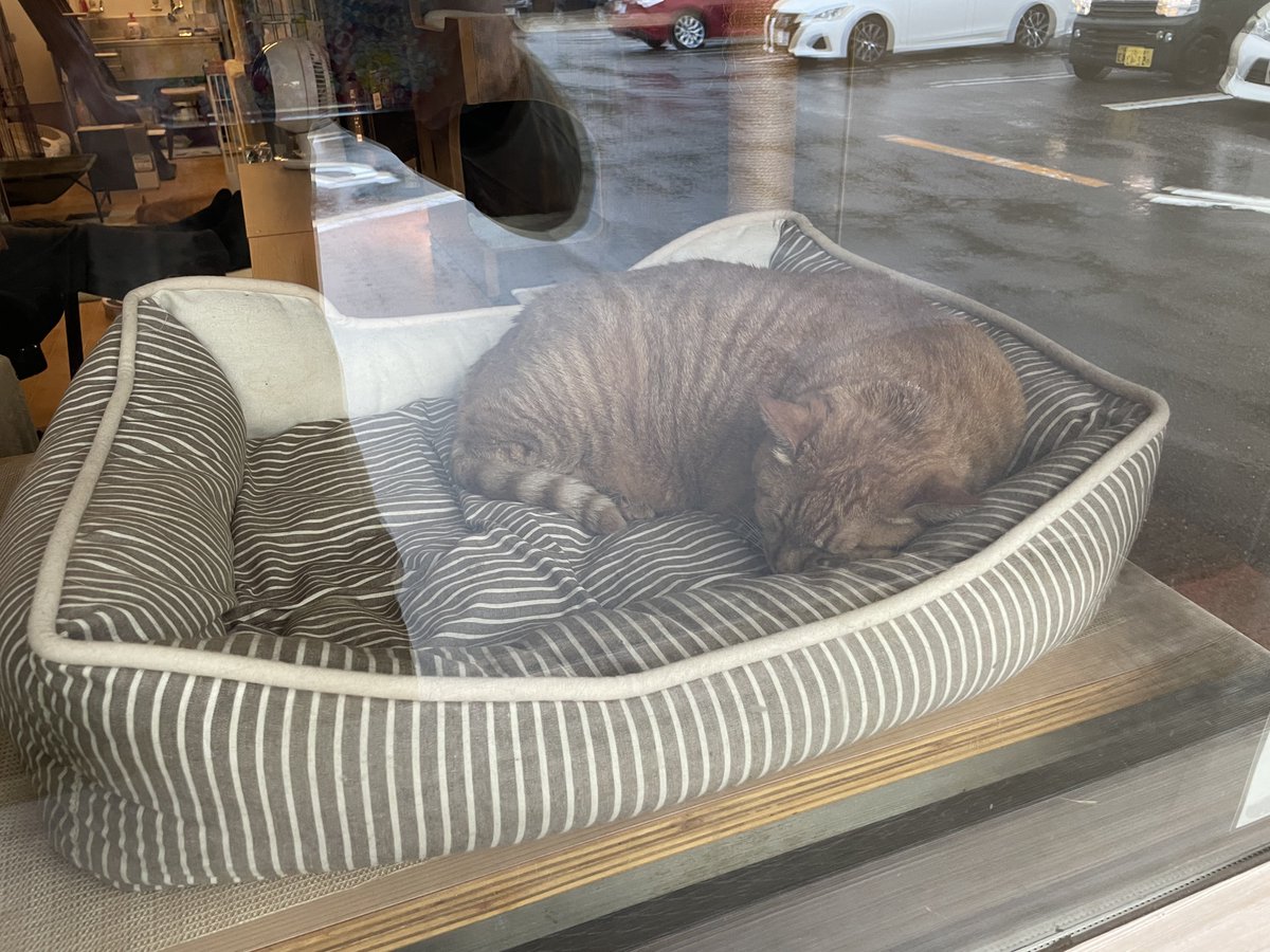 ねこといっしょ tweet media