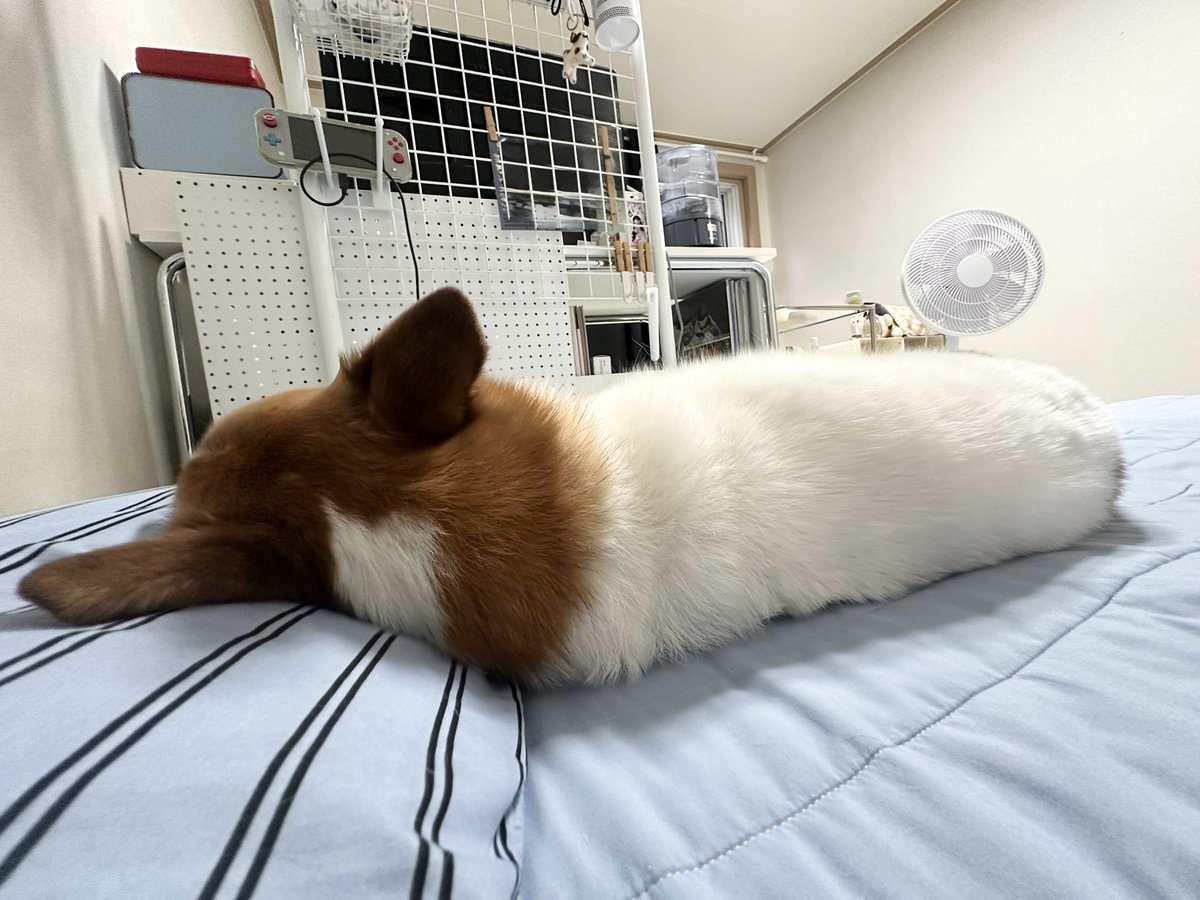 임쪼깐 tweet media