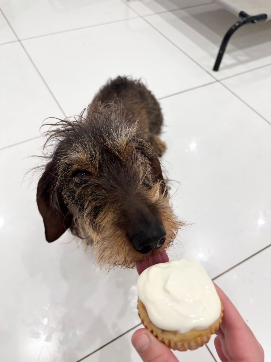 gandsdogcare's tweet image. Happy 4th Birthday Penny 🥳🎂🎈
#islington #london #northlondon #barnsbury #kingscross #dogdaycare #doggiedaycare #doggydaycare #happybirthday #birthday #birthdayparty #birthdaycake #birthdaygirl #dachshund #minidachshund #miniaturedachshund #sausagedog #wirehaireddachshund