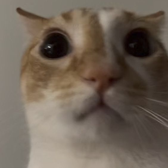 ₊˚ ୨୧ 𝐉𝐮𝐧𝐨 !! ᶻ 𝗓 𐰁 tweet media