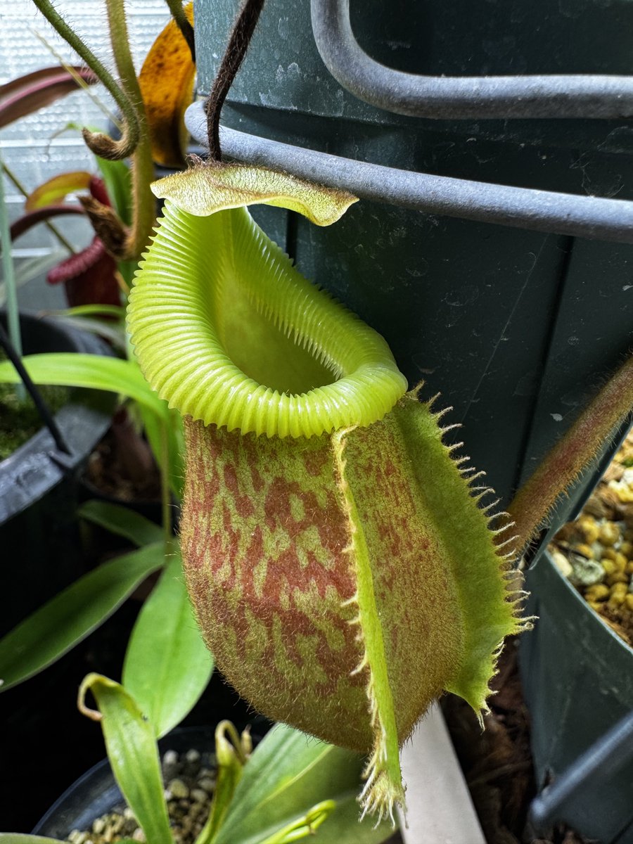 よき袋！ N. villosa Tambuyukon x veitchii Bario#NNN #食虫植物