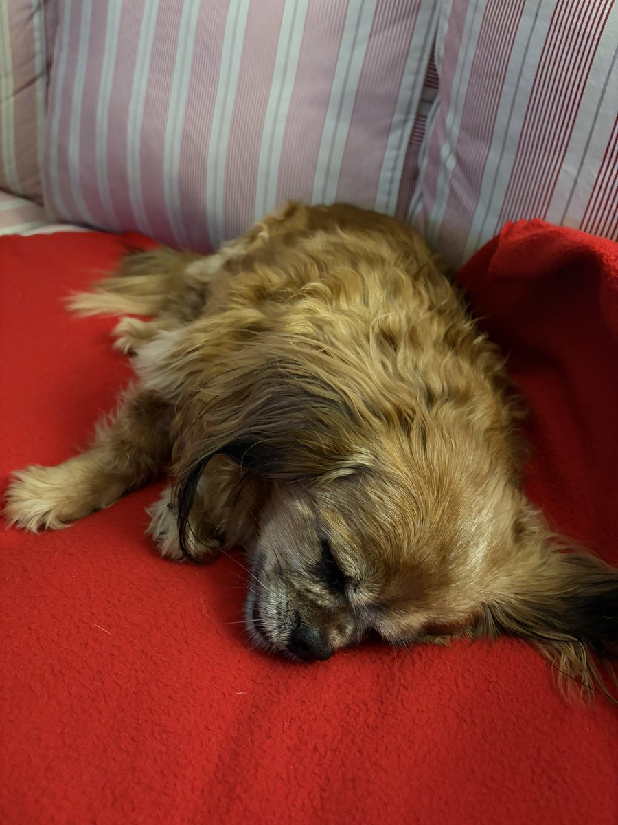 Maja Ćirić Grozdanić tweet media