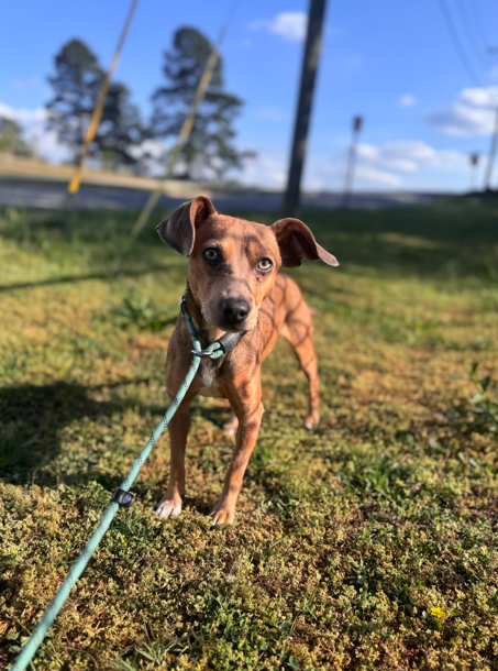 JessOnAir's tweet photo. Don't forget to turn on @KARK4News as you get ready for work and school this morning! ☀️We've got Pet of the Week and Trivia Thursday coming up in our 6 O'clock Hour! https://t.co/zbwupVBRgn