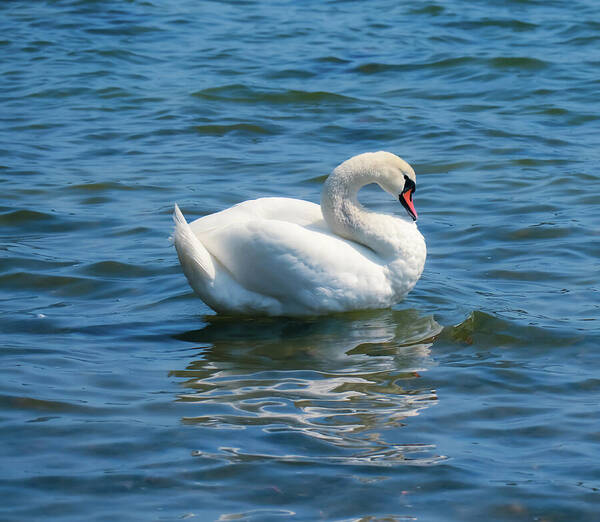 HurmerintaArt's tweet image. The Elegant Swan Is A Joy To The Eye.
Nature photography.

Beautiful on wall art, home decor, bags and puzzles. 
#giftidea #wallart #swan #homedecor 
johanna-hurmerinta.pixels.com/featured/the-e…