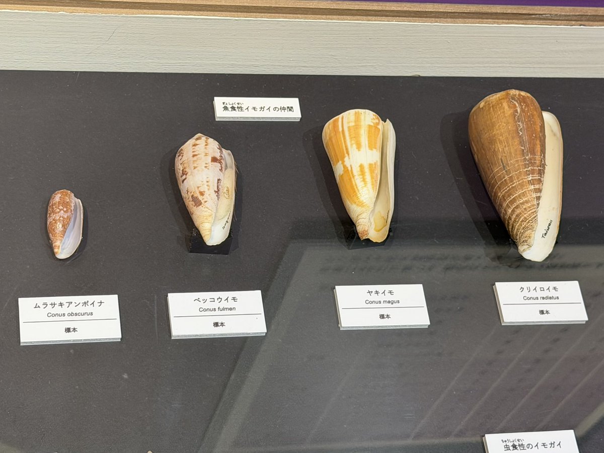 みっちん tweet media