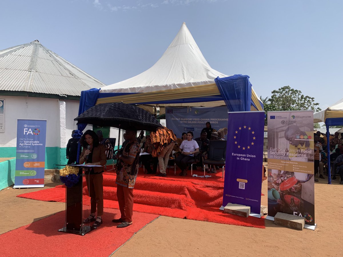 FAOGhana's tweet image. #HappeningNow: Savannah Region 🇬🇭 gets a poultry boost!
The European Union, with Food and Agriculture Organization &amp;amp; Ministry of Food and Agriculture, delivers 150,000 birds to 3,000 farmers, cutting imports, creating jobs &amp;amp; strengthening food security. #FeedGhana