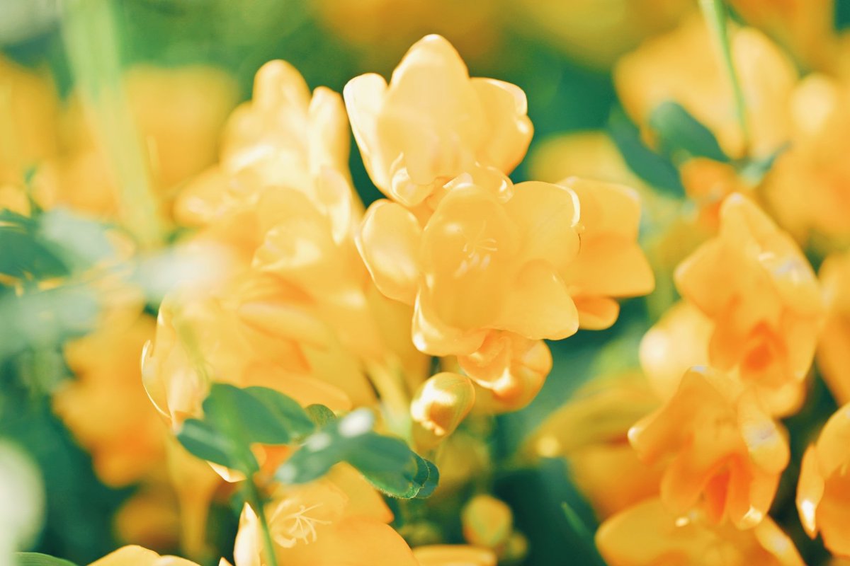 久莉 | kuri tweet media