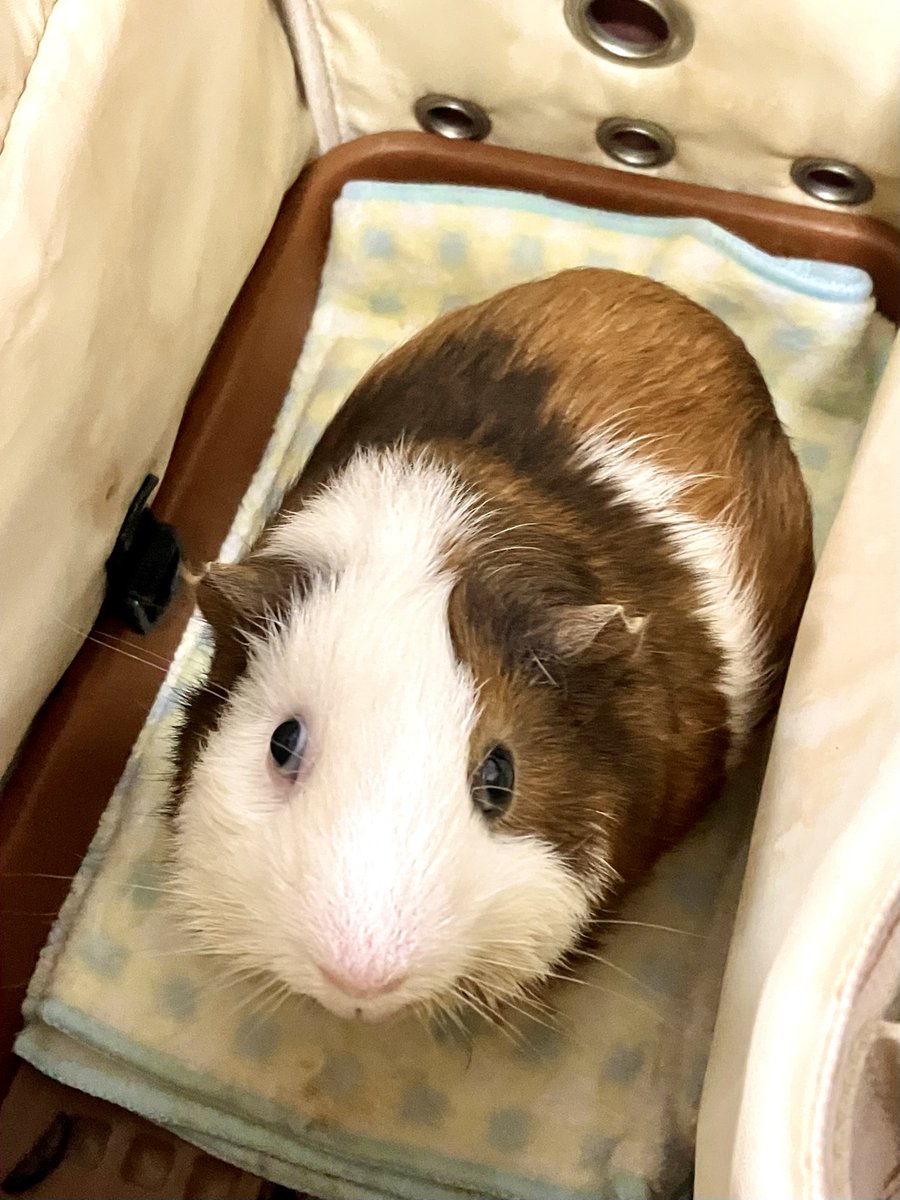 せん📷モル飼いカメラマン tweet media