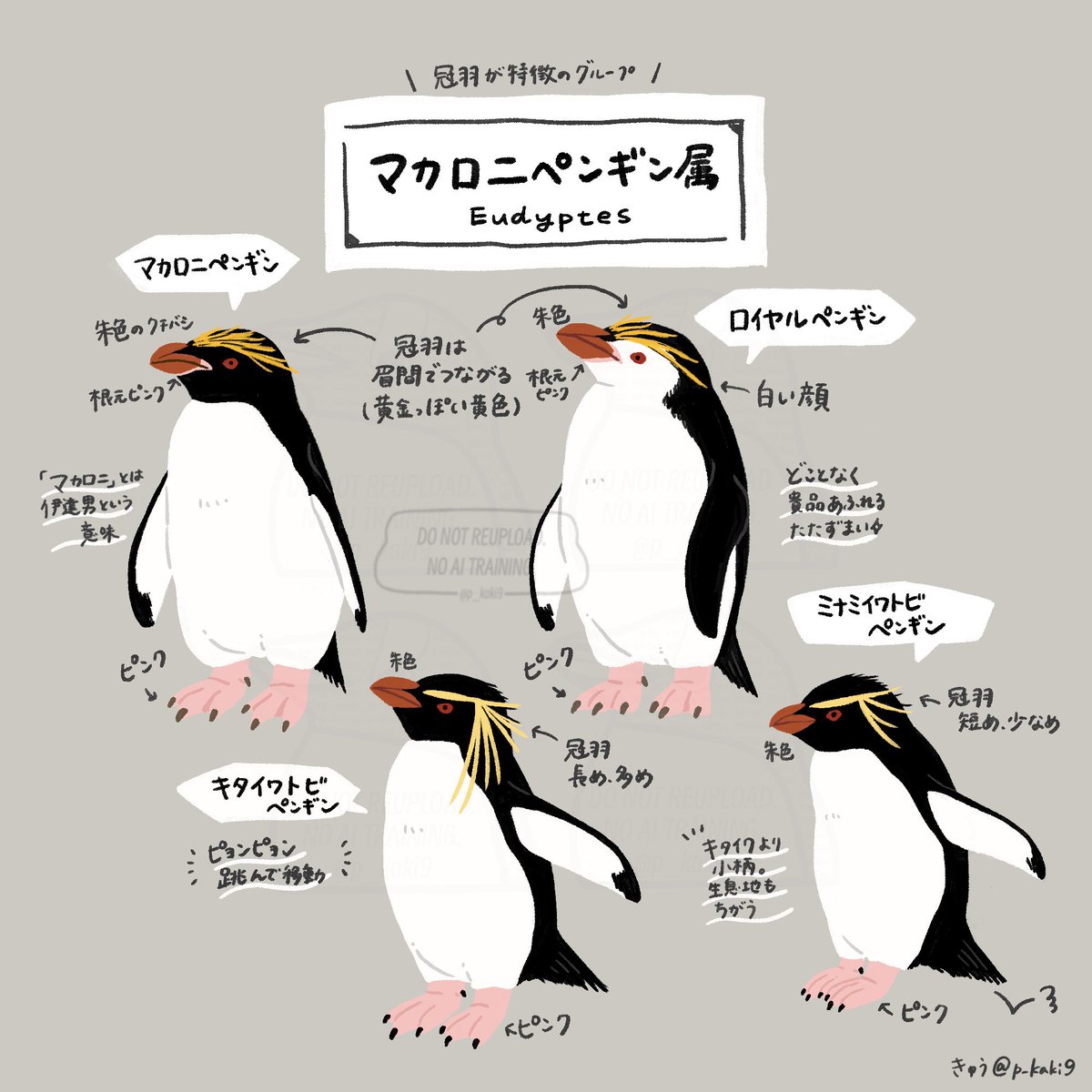 きゅう🐧イラストレーター tweet media