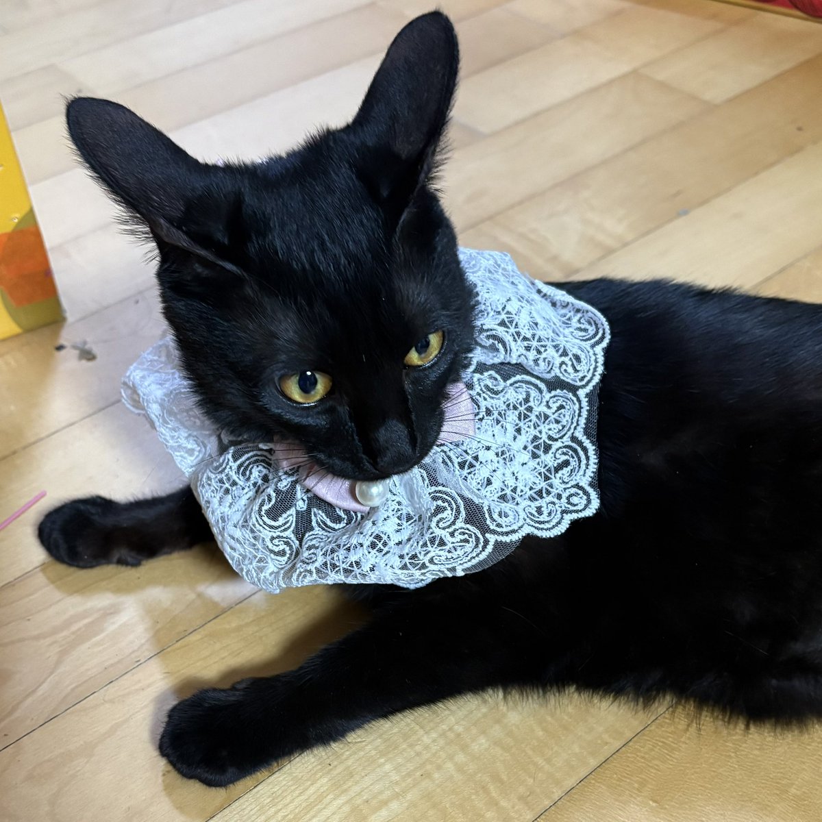 순냥이 tweet media