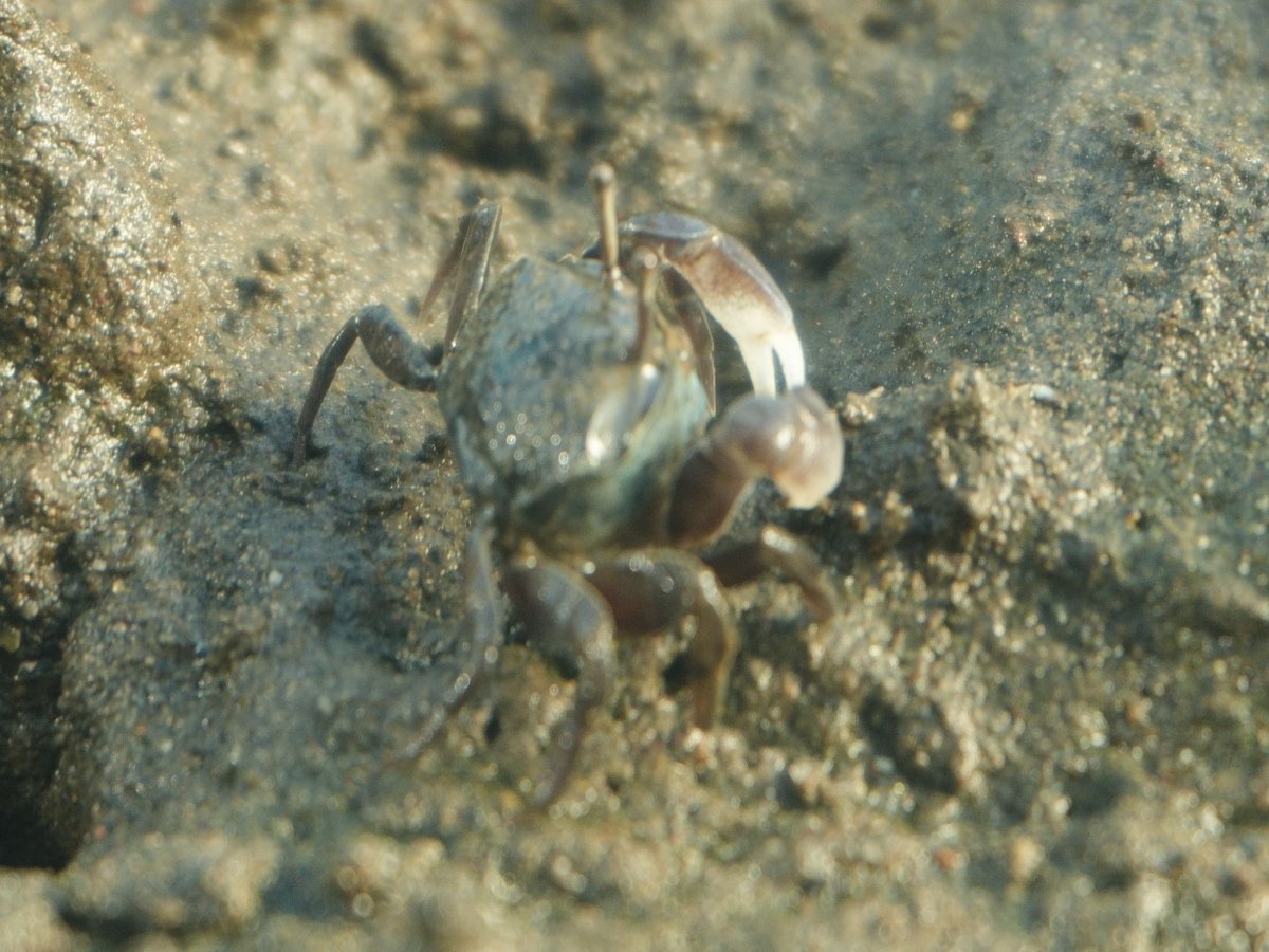 doppel02 tweet media