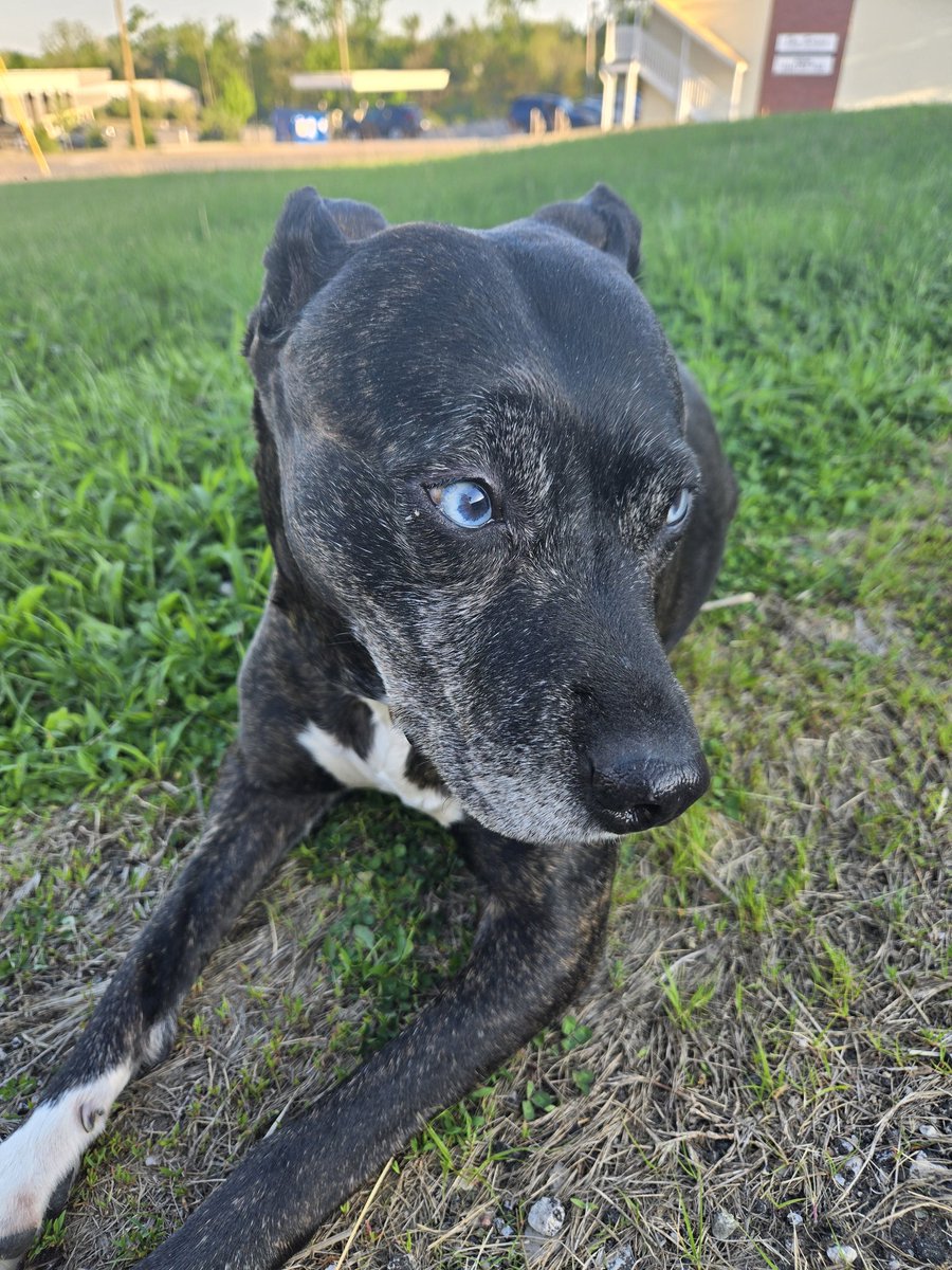 Furrunner2025's tweet image. Shiny truck, happy pup. #trucker #chrome #polish