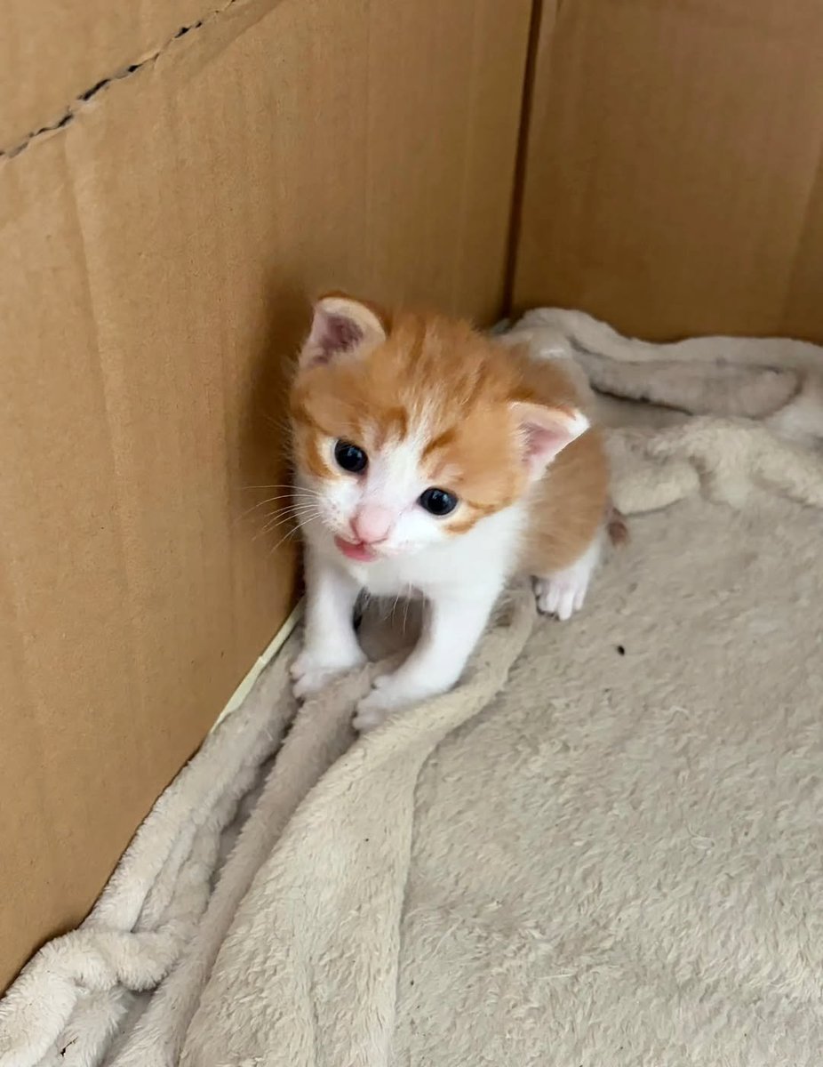 oh sweet momma &amp; beautiful babies