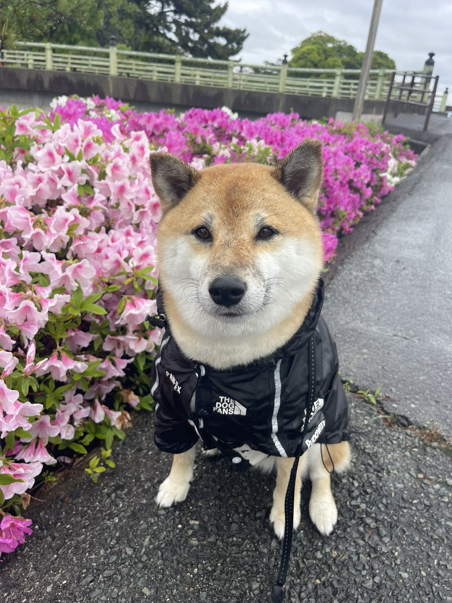kote2wolflike1's tweet photo. 4月23日の散歩でござい！ https://t.co/Am15O5WWpE