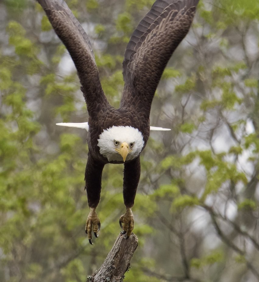 RoppityPhotos's tweet image. Have a great day.  #BaldEagle #Eagle #Wildlife #WildlifePhotography
Monhagen Brook