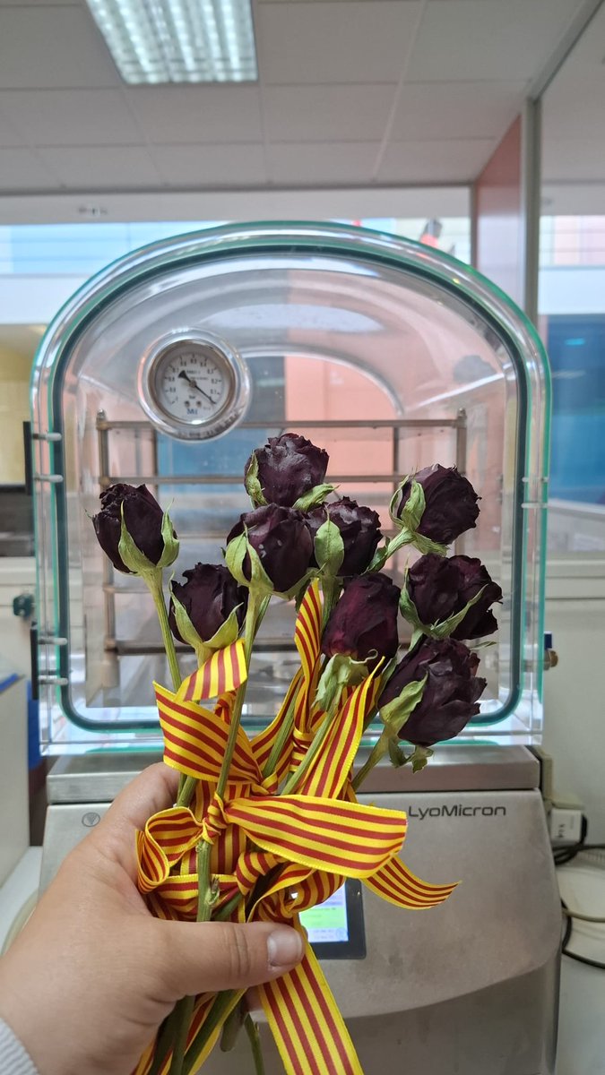 EPS_UdL's tweet photo. Els alumnes del grau en Enginyeria Química al @campusigualada han elaborat roses perdurables mitjançant la liofilització, una tècnica de deshidratació que elimina l’aigua d’un producte prèviament congelat a través de la sublimació dins d’una cambra de buit https://t.co/4IZ5taw1rs https://t.co/lsLFIlXPyE