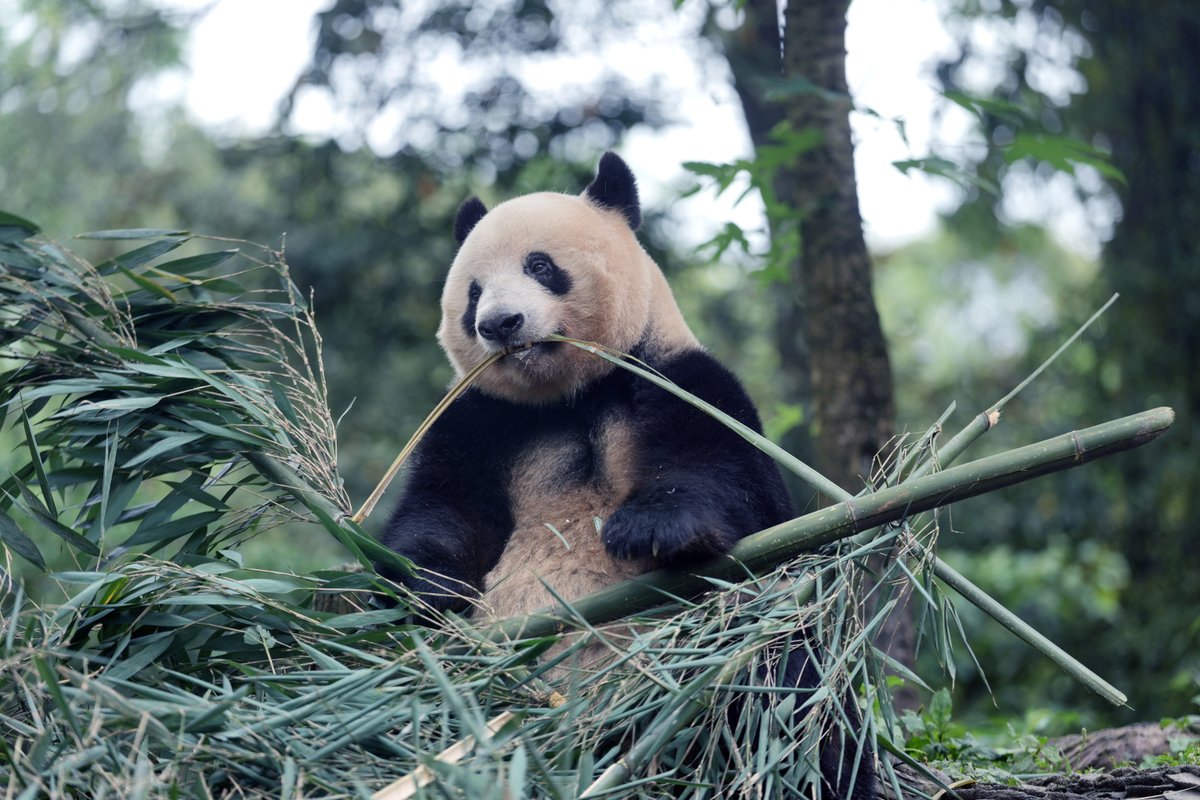 ChinaDaily's tweet image. Meet Xiang Xiang, the adorable giant #panda who steals hearts in China's #Sichuan province! 🐼💖

After returning to China from Japan in 2023, Xiang Xiang is now enjoying her life in Sichuan, munching on bamboo and savoring delicious meals. Deeply loved by her fans, Xiang Xiang