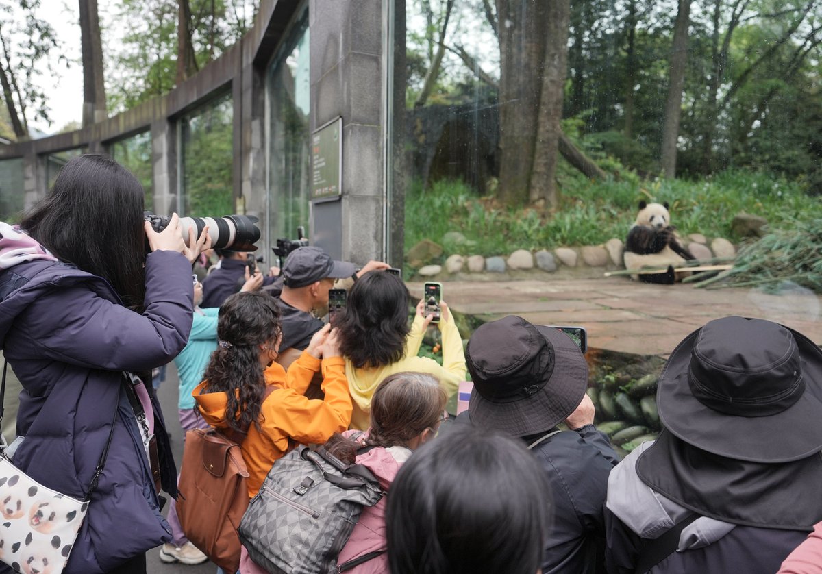 ChinaDaily's tweet image. Meet Xiang Xiang, the adorable giant #panda who steals hearts in China's #Sichuan province! 🐼💖

After returning to China from Japan in 2023, Xiang Xiang is now enjoying her life in Sichuan, munching on bamboo and savoring delicious meals. Deeply loved by her fans, Xiang Xiang