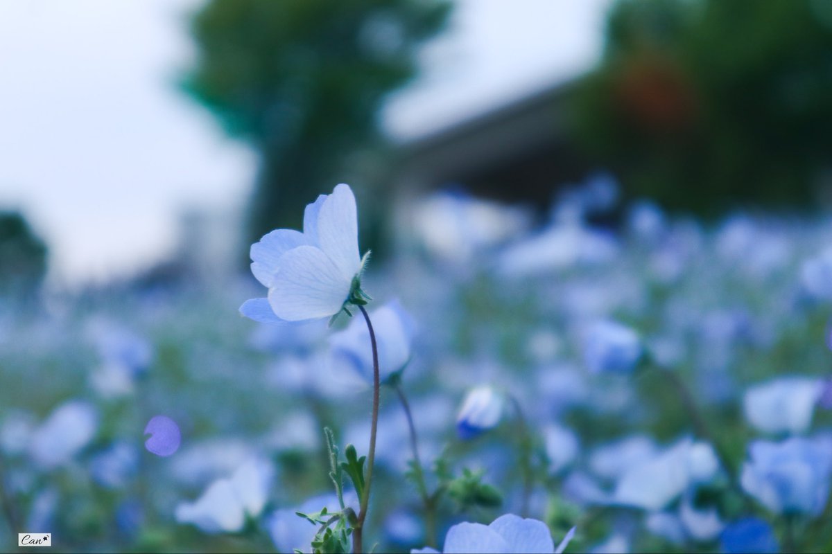 s2caaaan's tweet photo. ⋆
春を知らせる瑠璃唐草  𓂃 𓈒𓏸ꫂ ၴႅၴ https://t.co/ybqxySyjQe