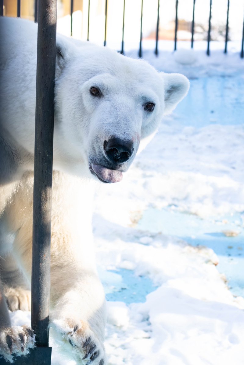 Mariners51ichiro tweet media