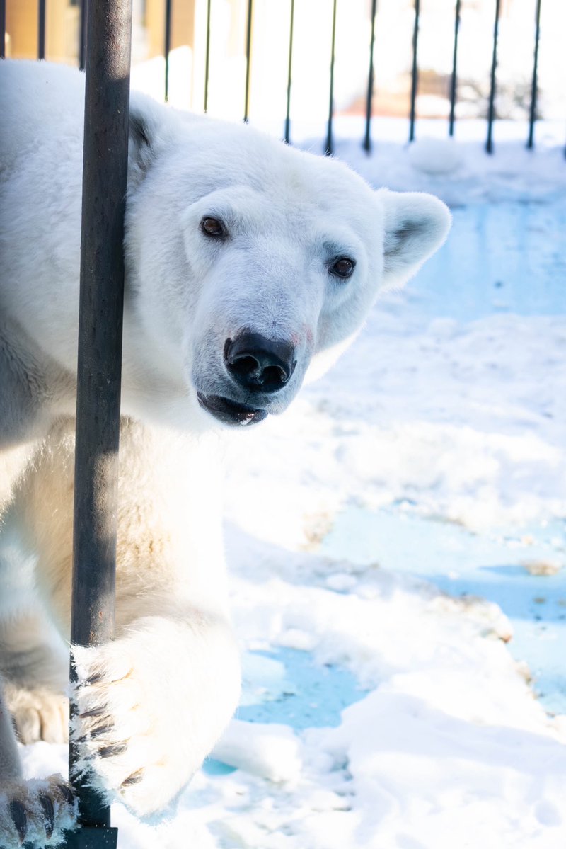 Mariners51ichiro tweet media