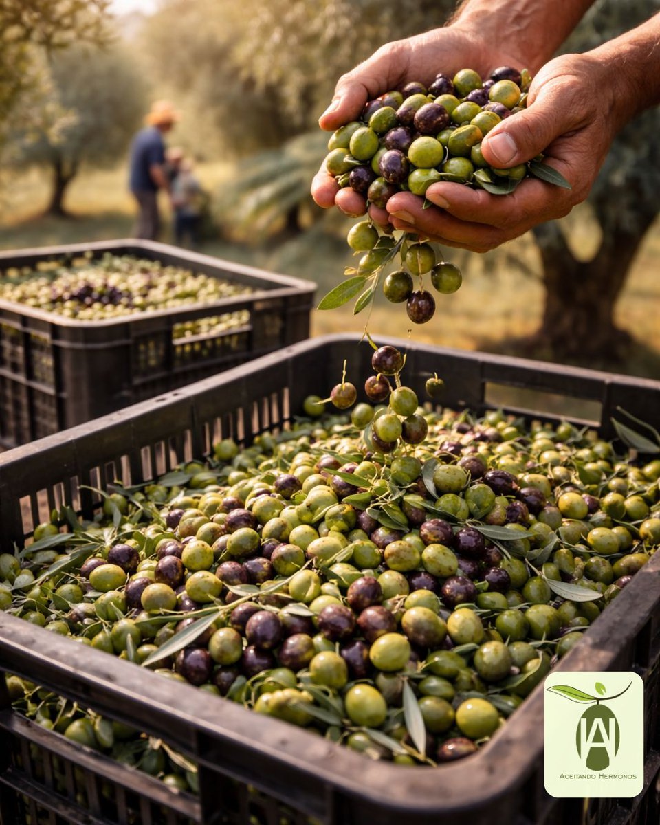 aceitando_'s tweet photo. 🫒🌳 La calidad del AOVE empieza en la recolección: aceitunas en su punto óptimo, cuidadas y procesadas rápido.

Cada detalle garantiza aroma, sabor y propiedades intactas. 🌿✨

#AOVE #AceitandoHermonos #OroLíquido #CalidadDesdeElOrigen https://t.co/MydhW0EY6Z