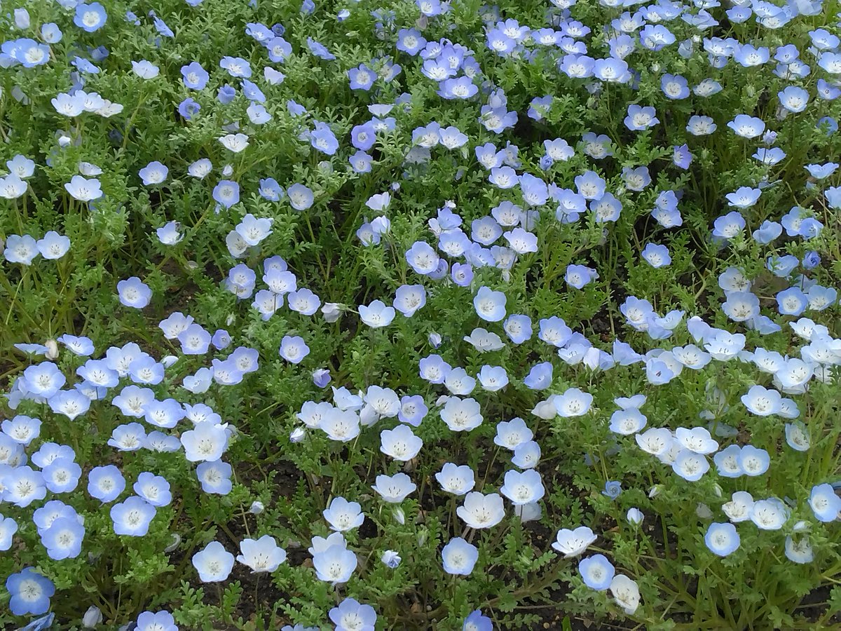 ネモフィラ
#戦争に反対するお花畑の会