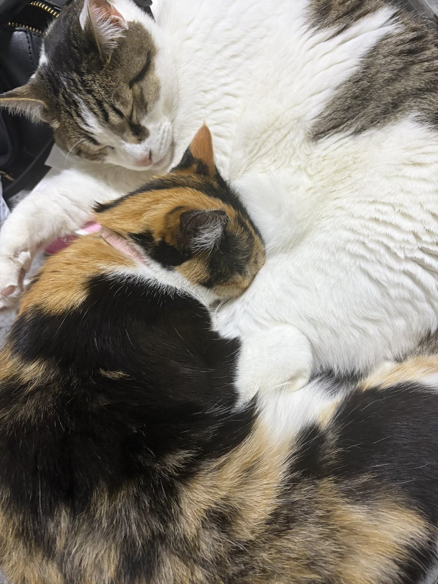今日は雨で寒いのかくっついてるな😸
ええことやな😊