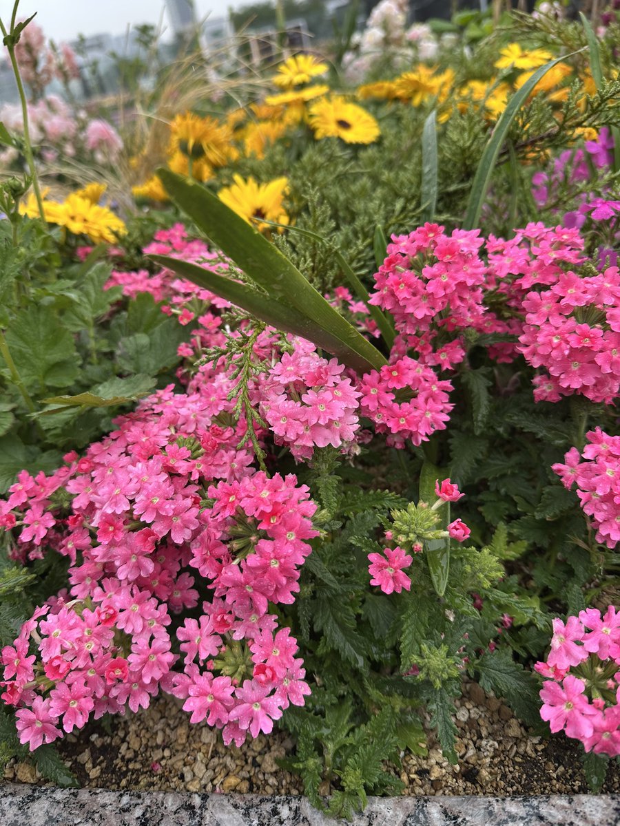 ⌖˚𝐑𝐢𝐕𝐚. tweet media