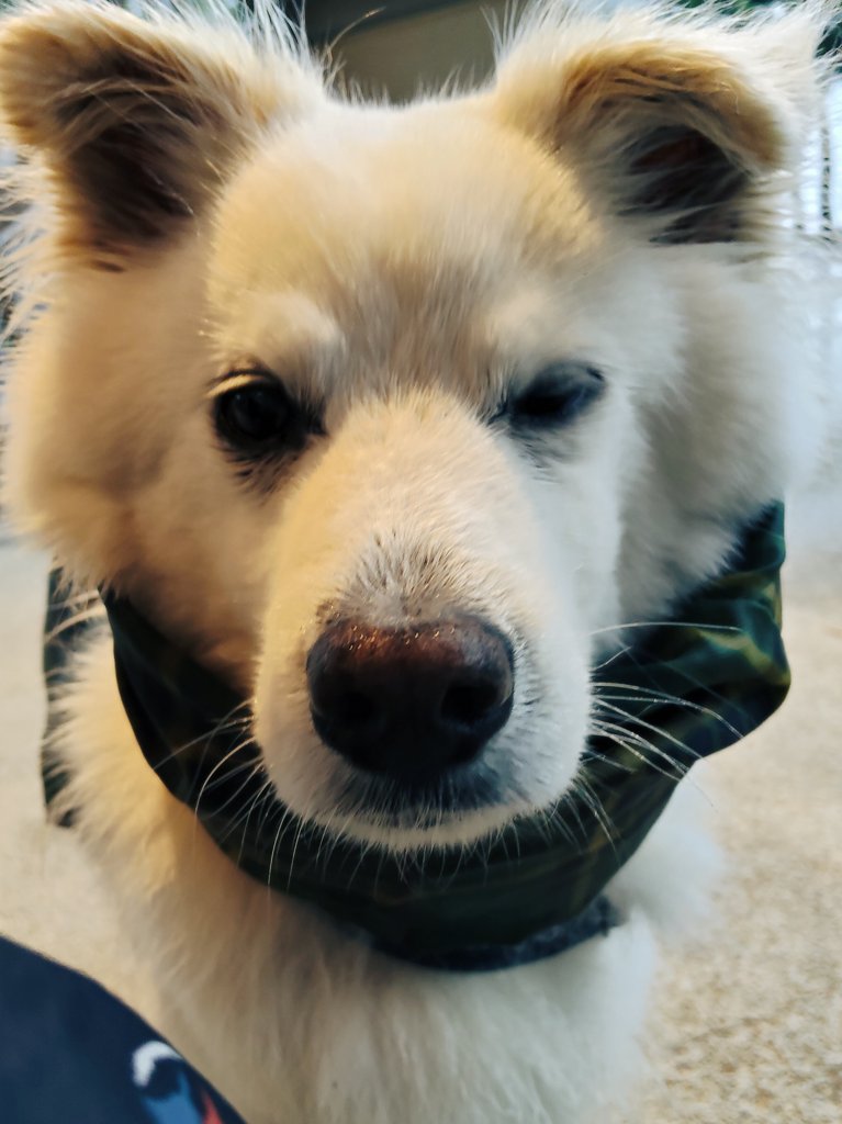 夕方のパトロールに出ようとカッパを颯爽と着込んで玄関から出たら雨が強くて一旦戻ったよ😵
結局、雨が強いまま出かけたけど誰も海辺にいなかったよ☔️🐾