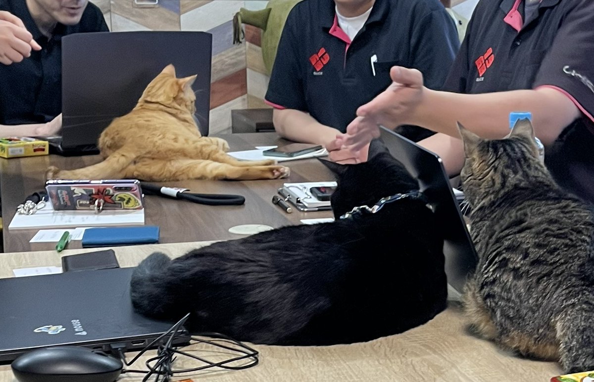 本日の社内会議風景🐾