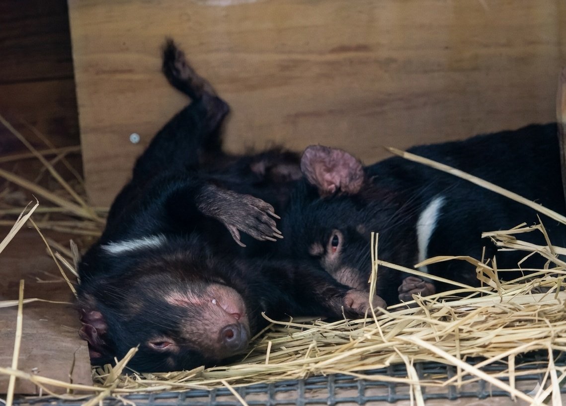 まふぃん tweet media