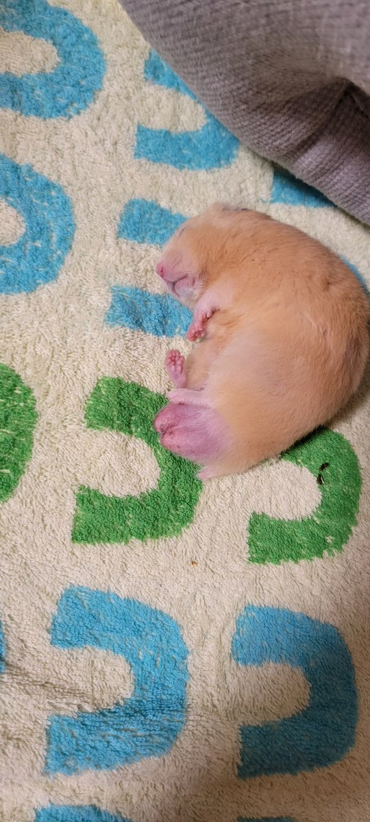 𝕙𝕒𝕞𝕒𝕛𝕚【🐹金太郎🐹あんず】 tweet media