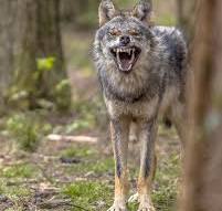 Indigenous Soul tweet media