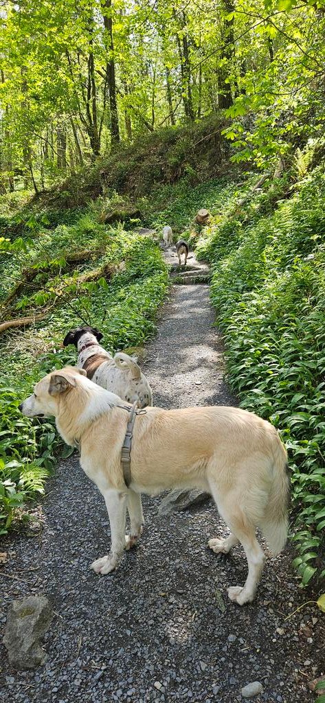 ktulu_r's tweet image. Dzisiaj spacer po prawie plaskim terenie. Tak zeby Stanley, globtroter mogl odpoczac #Wales