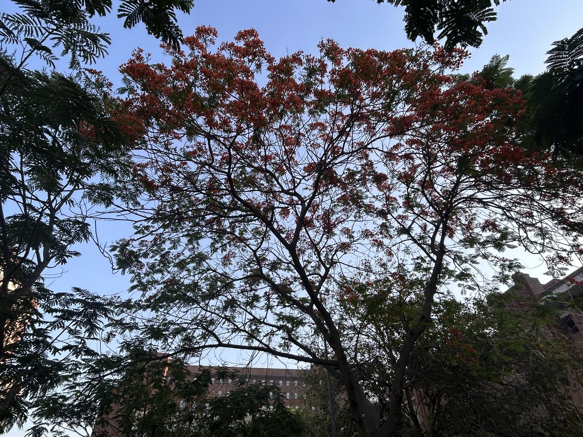 Majuli_Chapori's tweet image. Of Gulmohars and summery sky! 
#Workplace
