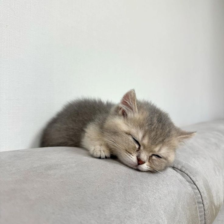 nekocatts's tweet image. 😴