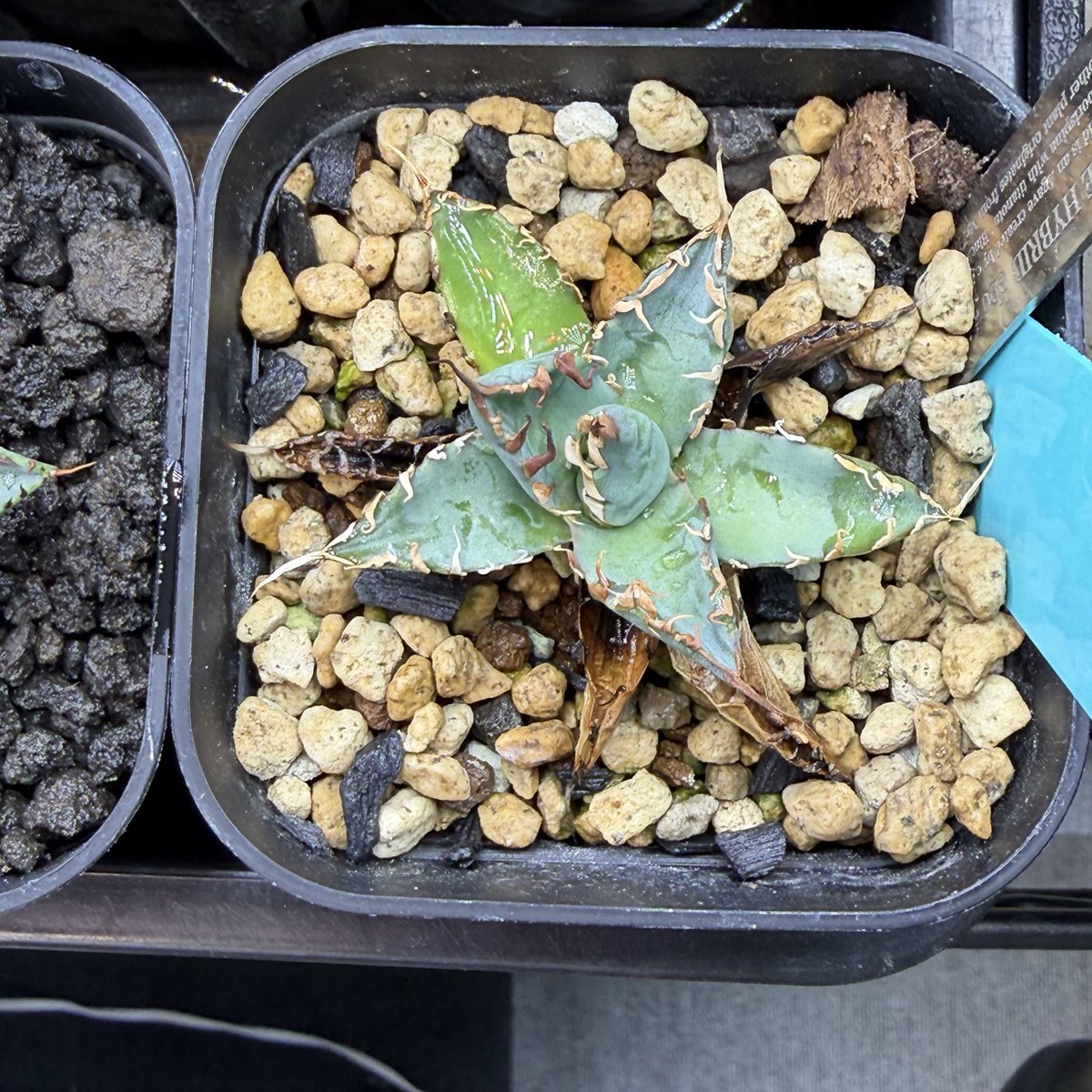nattougohan33's tweet photo. 26.4.23 agave hybrid "Eborispina(ｴﾎﾞﾘｽﾋﾟﾅ) × BB(ﾌﾞﾗｯｸｱﾝﾄﾞﾌﾞﾙｰ)" hidden agave https://t.co/NIlvOpZAvV