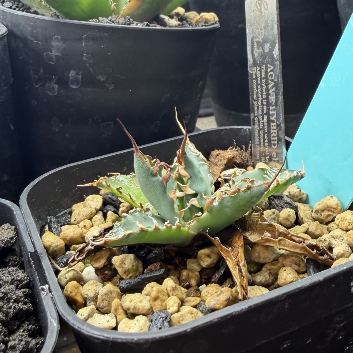 nattougohan33's tweet photo. 26.4.23 agave hybrid "Eborispina(ｴﾎﾞﾘｽﾋﾟﾅ) × BB(ﾌﾞﾗｯｸｱﾝﾄﾞﾌﾞﾙｰ)" hidden agave https://t.co/NIlvOpZAvV