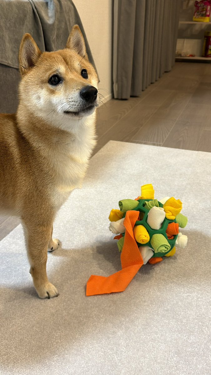 これなに？って顔