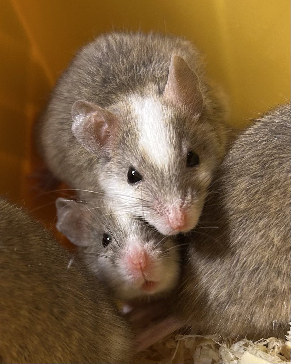 ほのか tweet media