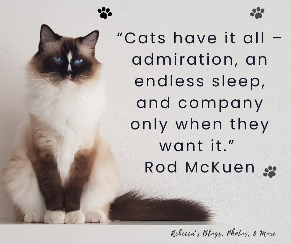 RebeccaCaesar87's tweet image. True! #catquotes #catlovers #cat