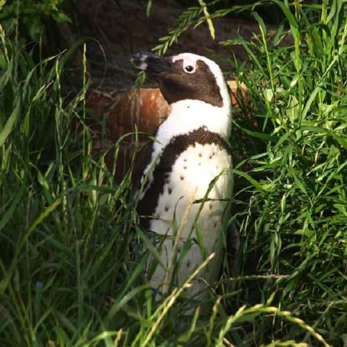 ペンギン大学 ＠2026.4.24(金)「世界ペンギンの日」前夜祭 tweet media