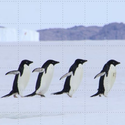 ペンギン大学 ＠2026.4.24(金)「世界ペンギンの日」前夜祭 tweet media