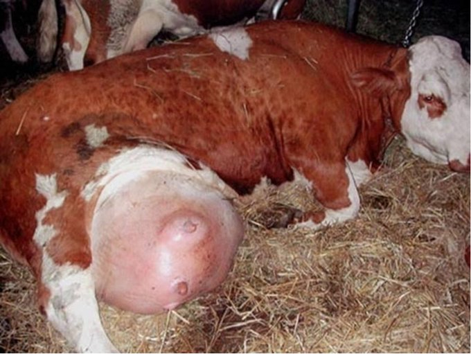 Paul_Vegano's tweet image. Under the use of a growth hormone (rBGH), dairy cows are pushed to produce extreme amounts of milk until their udders become painfully engorged. Many develop mastitis, a painful infection. All of this for a product people don’t even need.

F*ck animal cruelty.
 #GoVegan 🌱🌍